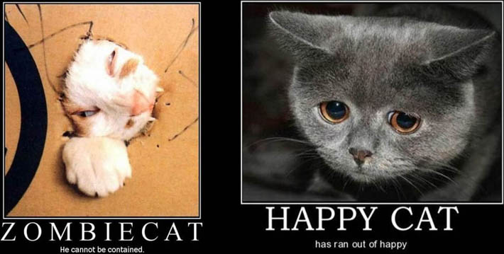 happy cat